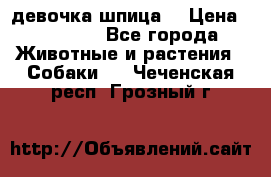 девочка шпица  › Цена ­ 40 000 - Все города Животные и растения » Собаки   . Чеченская респ.,Грозный г.